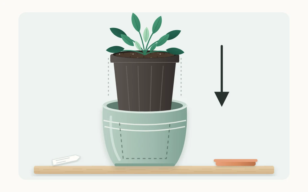A plain nursery pot holding a leafy plant being lowered into a slightly larger decorative ceramic outer pot