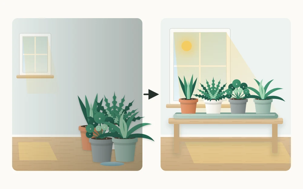 Before and after pair: crowded pots on a bare floor far from a window, then the same pots spaced on a tray beside the window