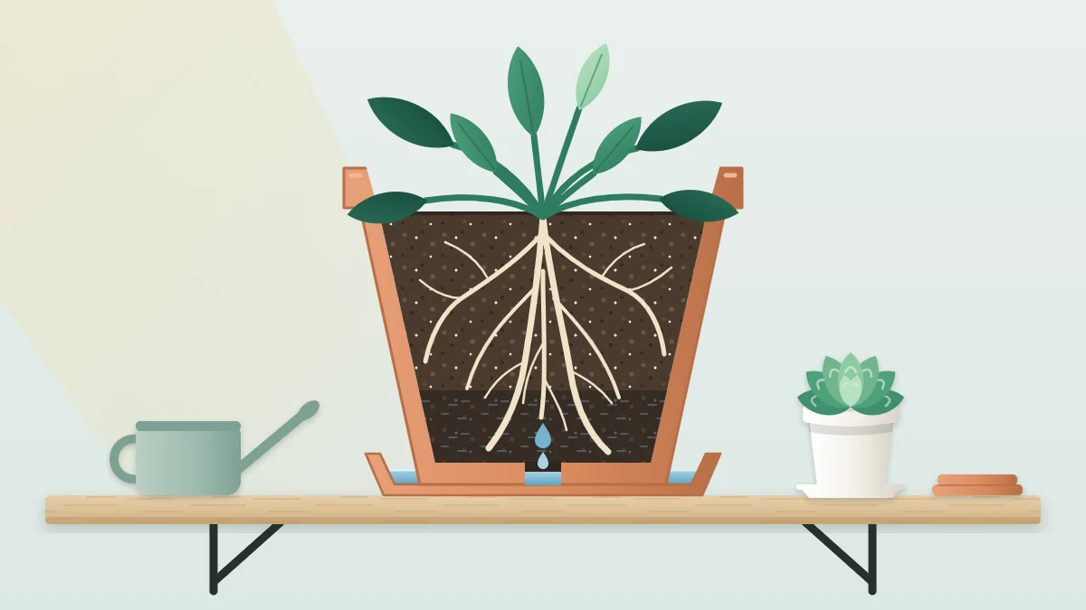 Cutaway side view of a terracotta pot on a saucer showing potting mix, roots, a drainage hole and a little water in the saucer