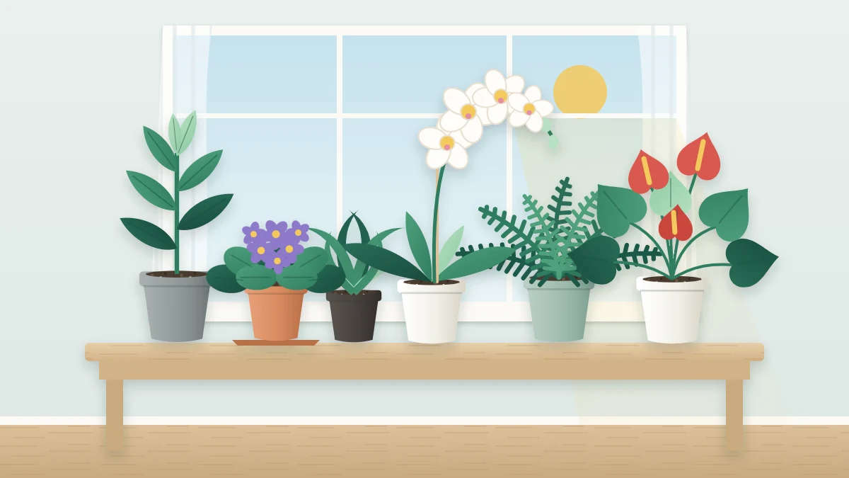 A bright window table with three flowering plants among green foliage: small violet flowers in a low rosette, an arching spray of white blooms and red flowers
