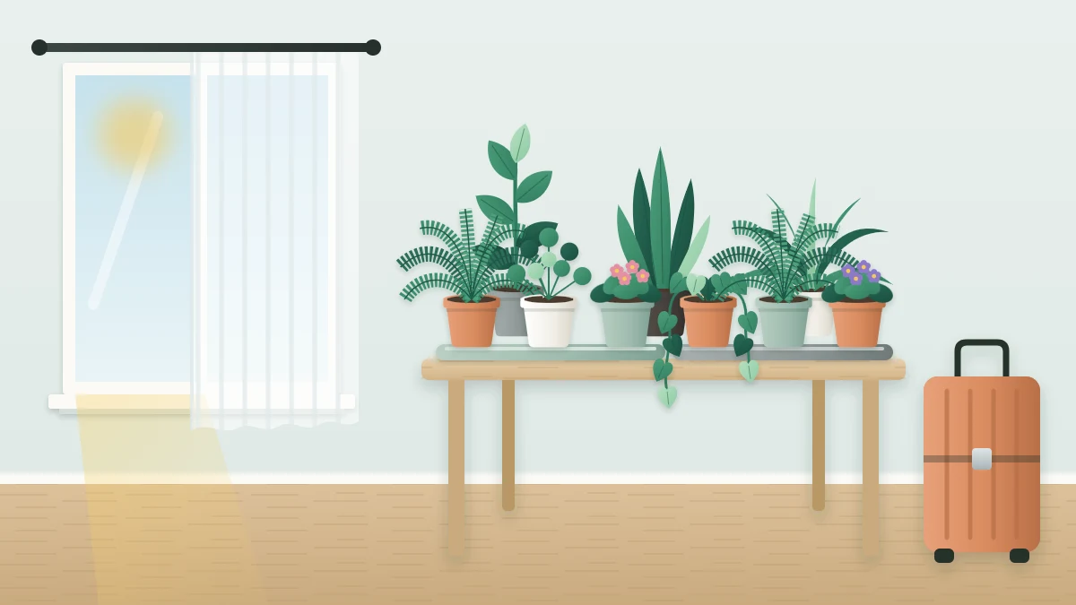 Houseplants gathered closely on trays on a table set back from a window with a half-drawn sheer curtain, a closed suitcase on the floor