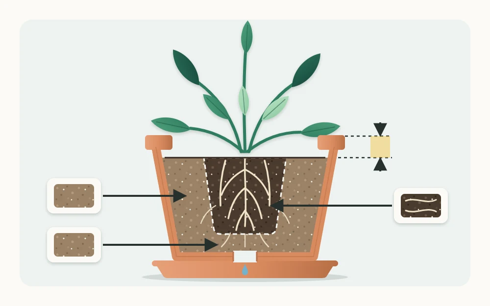 Cutaway of a repotted plant with the old root ball centered in fresh mix and a gap between the surface and the pot rim