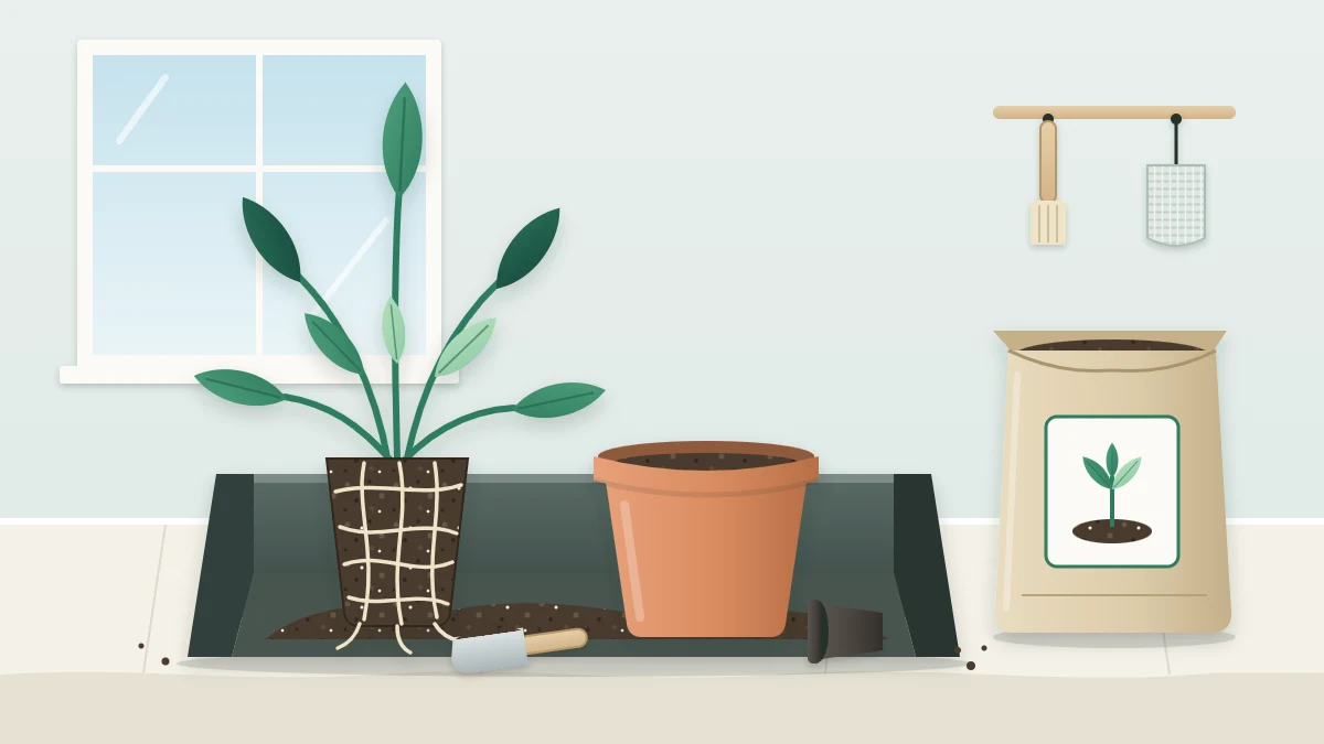 A potting tray on a sheet-covered table holding a plant with an exposed root ball, a larger terracotta pot, a scoop and potting mix