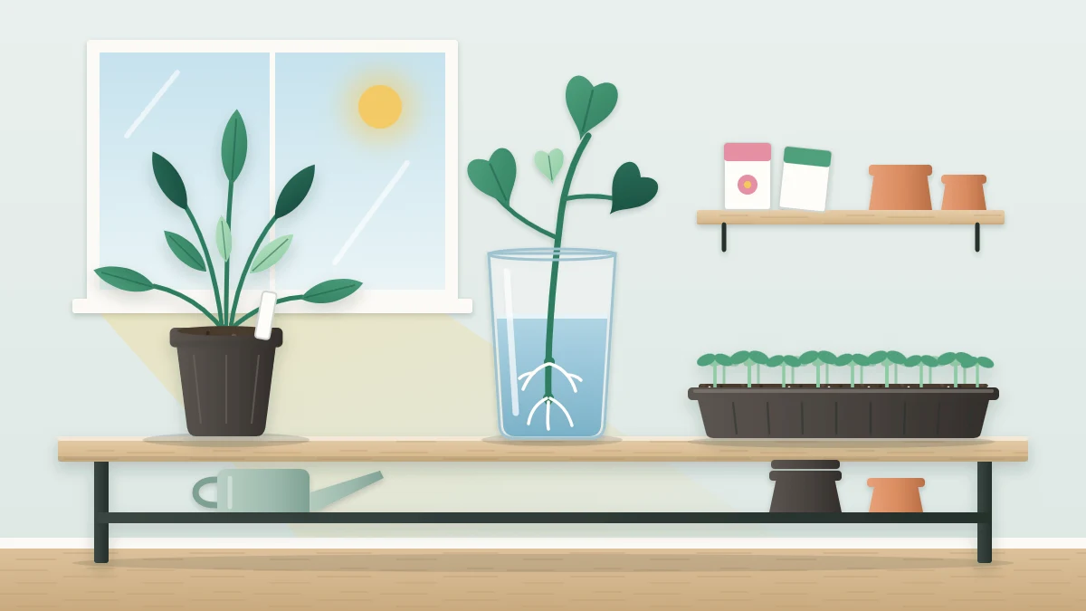 A young plant in a nursery pot, a rooted stem cutting in a glass of water and a tray of small seedlings on one bench
