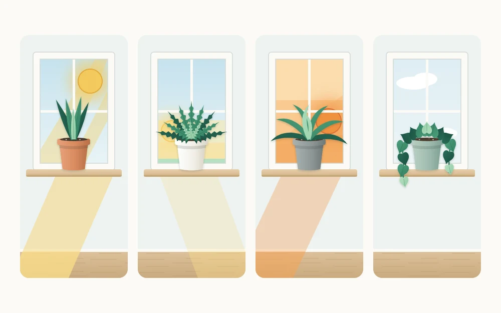 Four window tiles each with a plant: strong sunbeams, a low soft morning sun, a warm orange low sun, and even light with no sunbeams